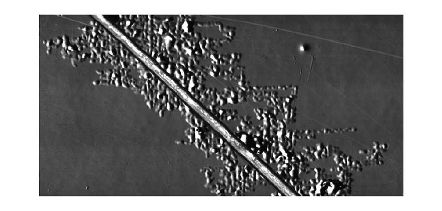 Filiform Corrosion Dark-field illumination